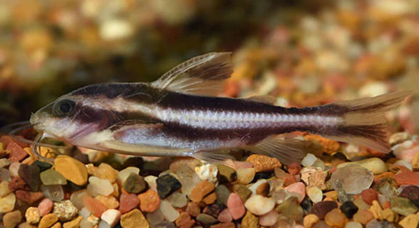 Striped Raphael Cat CATFISH Danaqua Live Fish & More