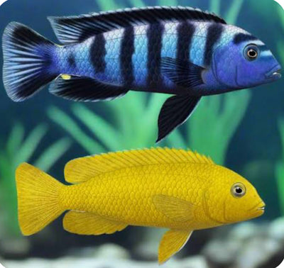Chindongo saulosi Mbuna German Blood (Juveniles 2") Pack of 12 AFRICAN CICHLIDS Danaqua Live Fish & More