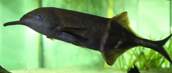 Elephant Nose 3”-4” NIGERIAN Danaqua Live Fish & More