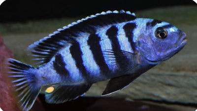 Chindongo saulosi Mbuna German Blood (Juveniles 2") 1 Fish AFRICAN CICHLIDS Danaqua Live Fish & More