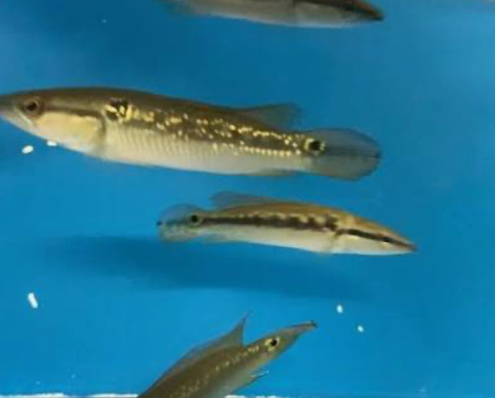 "Pike Jewel Fish" SMALL AMERICAN CICHLID Danaqua Live Fish & More