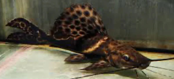 Sailfin Marble Achara Catfish (Leiarius Pictus) CATFISH Danaqua Live Fish & More