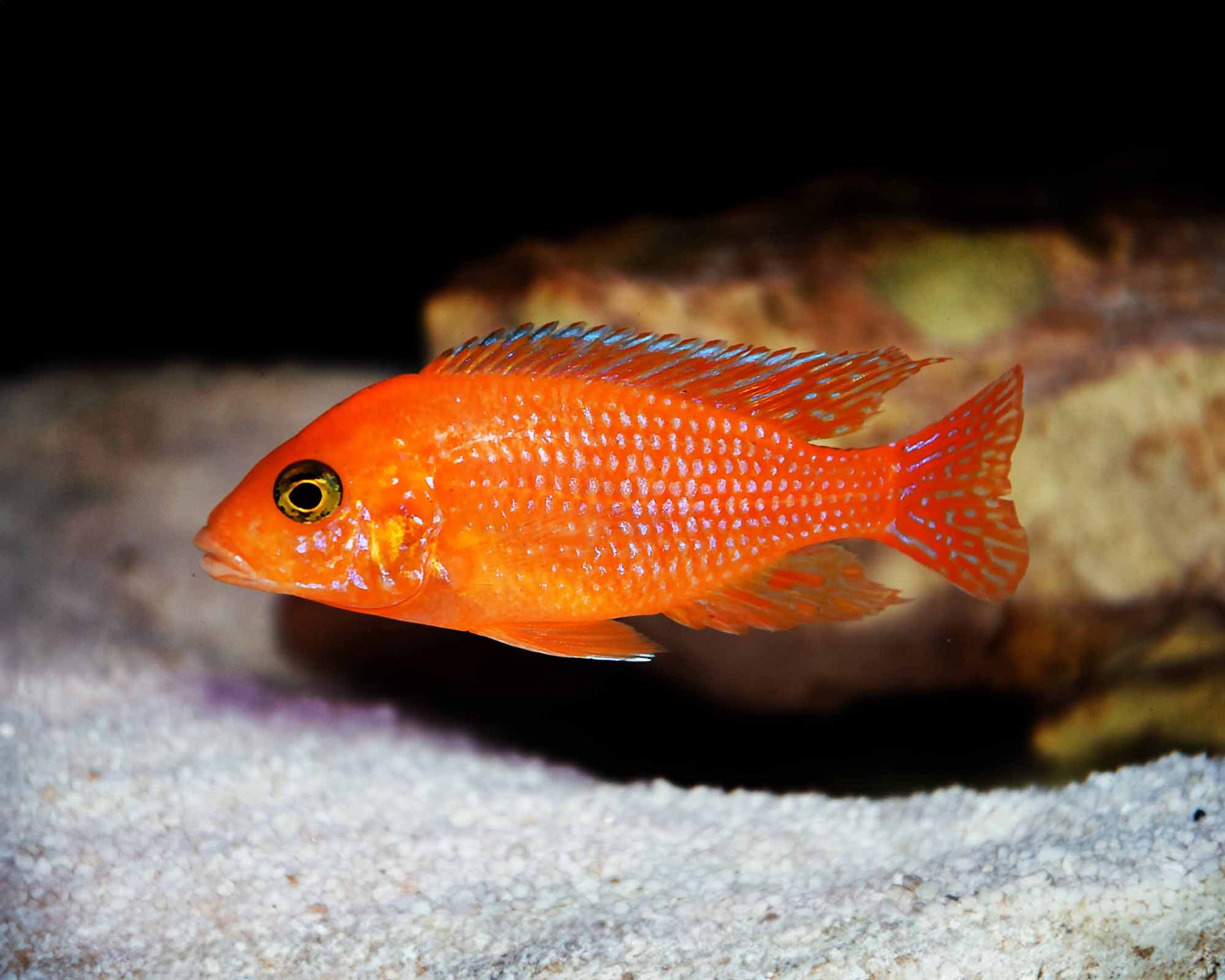 Red Zebra AFRICAN CICHLIDS Danaqua Live Fish & More
