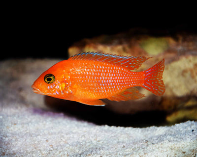 Red Zebra AFRICAN CICHLIDS Danaqua Live Fish & More