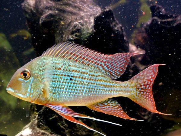 Geophagus surinamensis AMERICAN CICHLID Danaqua Live Fish & More