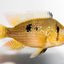 Geophagus brasiliensis AMERICAN CICHLID Danaqua Live Fish & More