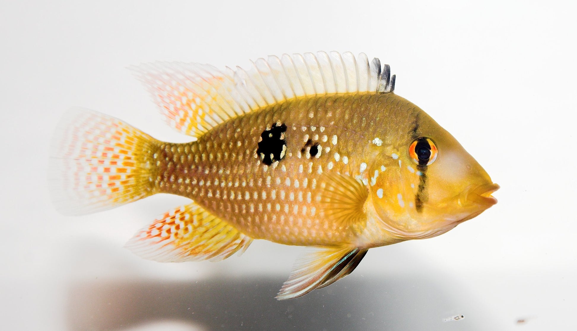 Geophagus brasiliensis AMERICAN CICHLID Danaqua Live Fish & More