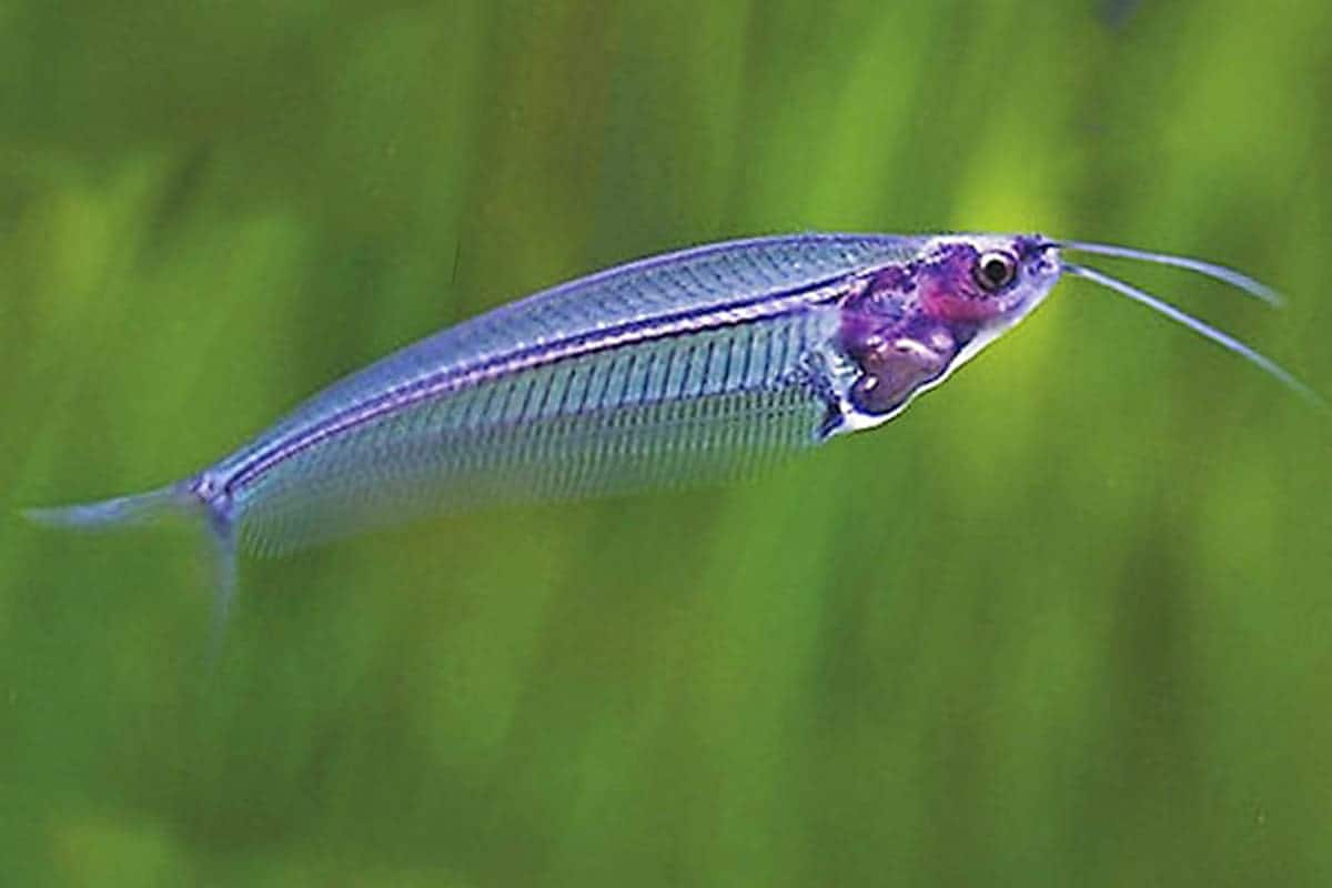Glass catfish (Ghost Catfish or Phantom Catfish) CATFISH Danaqua Live Fish & More