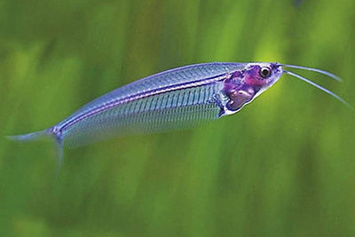 Glass catfish (Ghost Catfish or Phantom Catfish) CATFISH Danaqua Live Fish & More