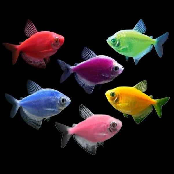 Glow Tetras TETRA Danaqua Live Fish & More