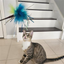 Go Cat 18" Peacock Sparkler Cat Toy Cat Toys Elite Pet Distributors