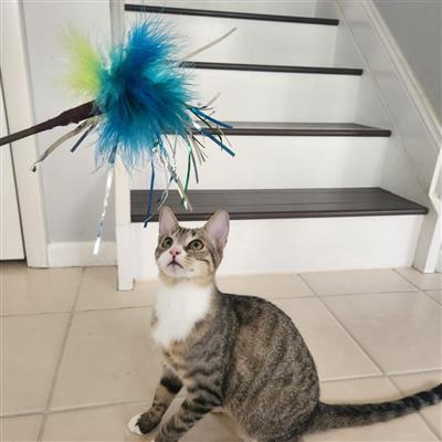 Image of a cat toy with a blue, green and yellow peacock feather and a cat looking at it