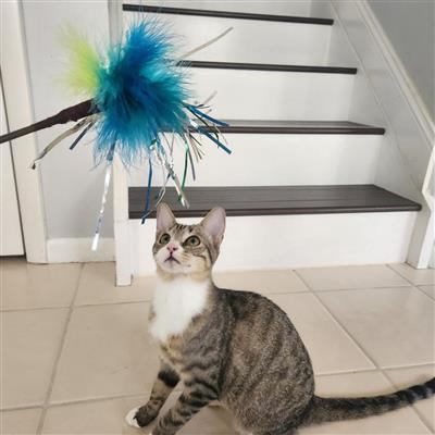 Go Cat 18" Peacock Sparkler Cat Toy Cat Toys Elite Pet Distributors