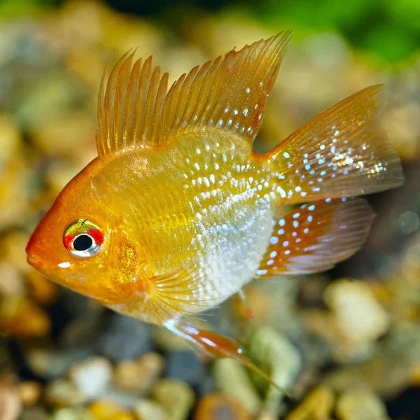 Gold Balloon Ram (Mikrogeophagus ramirezi) AMERICAN CICHLID Danaqua Live Fish & More