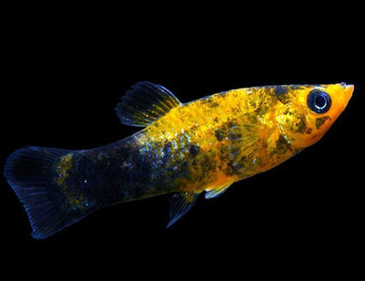 Gold Dust Mollies MOLLY Danaqua Live Fish & More