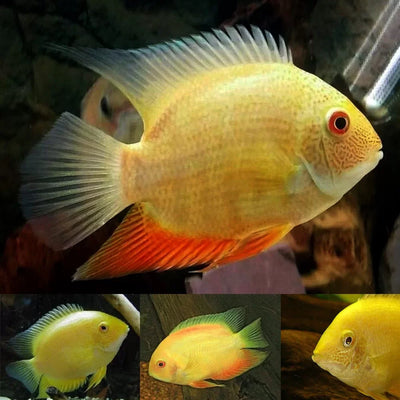Red Spot Gold Severum (Heros cf. efasciatus) AMERICAN CICHLID Danaqua Live Fish & More