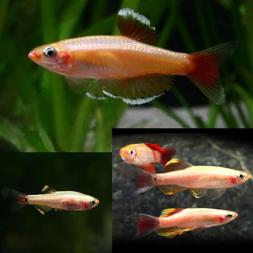 Golden White Cloud PACK OF 6 TETRA Danaqua Live Fish & More