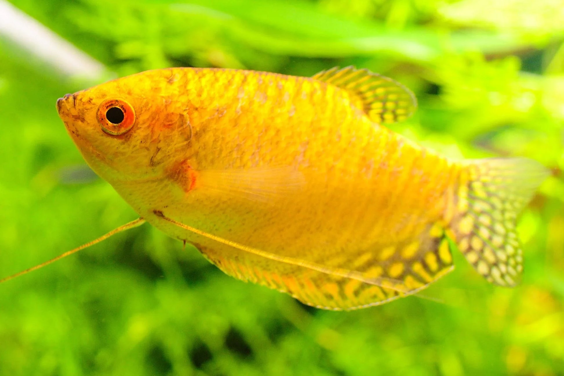 Gold Gourami GOURAMI Danaqua Live Fish & More