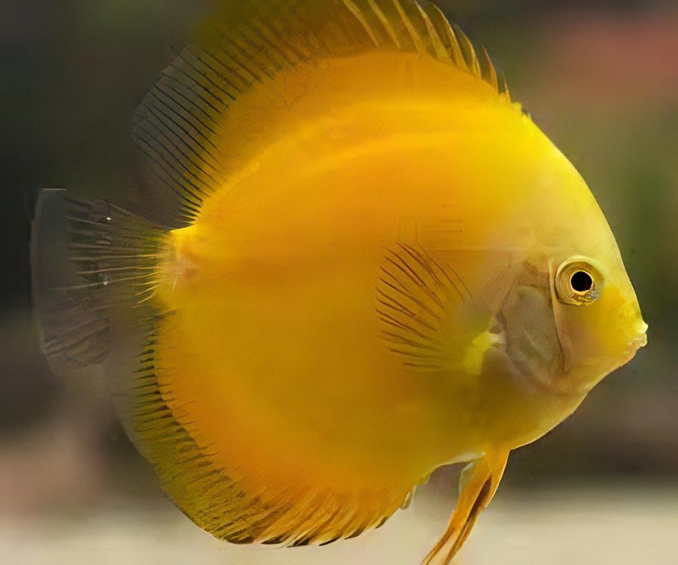 Golden Discus 4" DISCUS Danaqua Live Fish & More