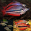 Goyder River rainbowfish (Melanotaenia trifasciata) (PAIR) RAINBOW Danaqua Live Fish & More
