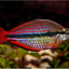 Goyder River rainbowfish (Melanotaenia trifasciata) (PAIR) RAINBOW Danaqua Live Fish & More