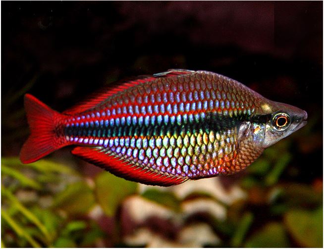 Goyder River rainbowfish (Melanotaenia trifasciata) (PAIR) RAINBOW Danaqua Live Fish & More