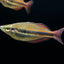 Goyder River rainbowfish (Melanotaenia trifasciata) (PAIR) RAINBOW Danaqua Live Fish & More