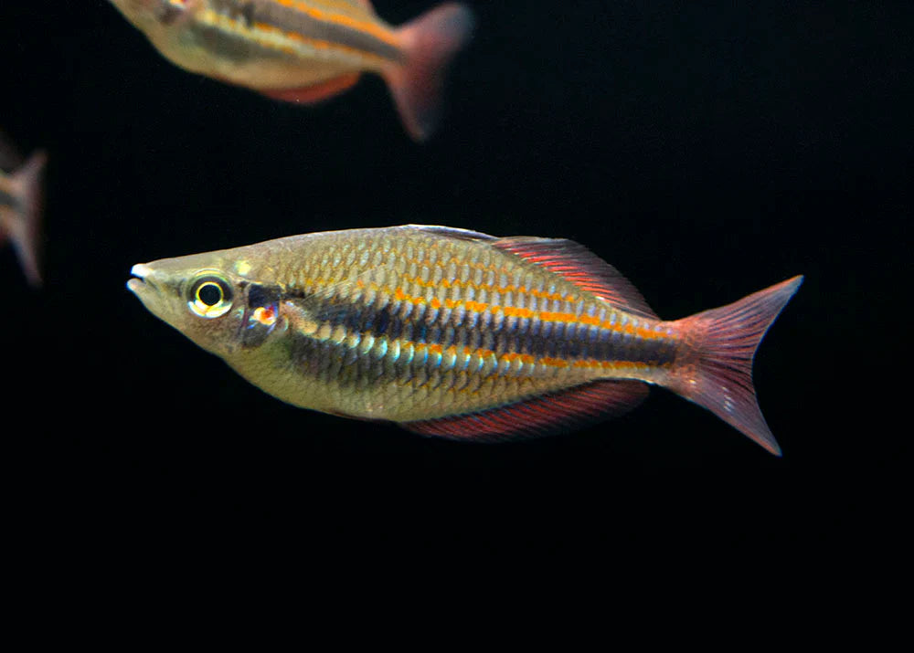 Goyder River rainbowfish (Melanotaenia trifasciata) (PAIR) RAINBOW Danaqua Live Fish & More