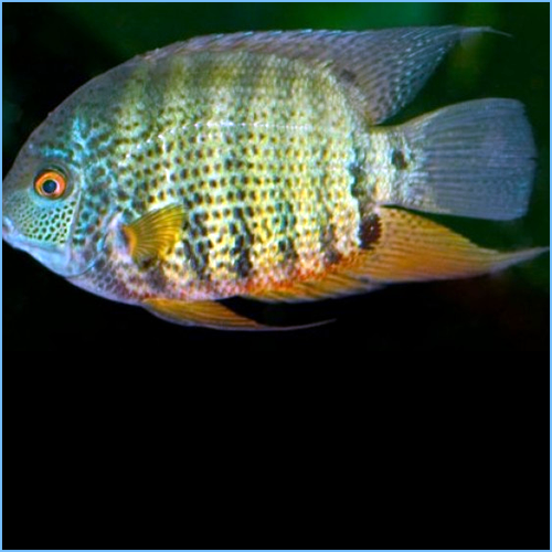 Green Severum (Heros efasciatus) SMALL/MEDIUM AMERICAN CICHLID Danaqua Live Fish & More
