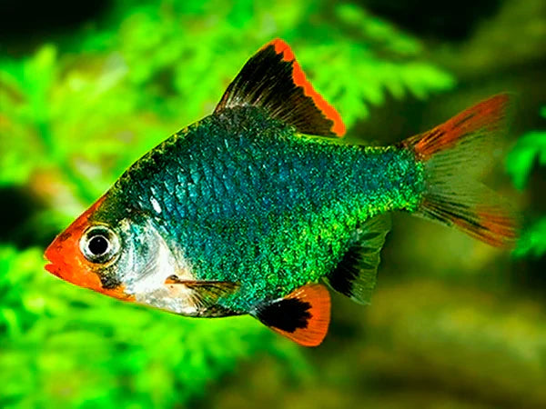 Emerald Green Barb BARB Danaqua Live Fish & More