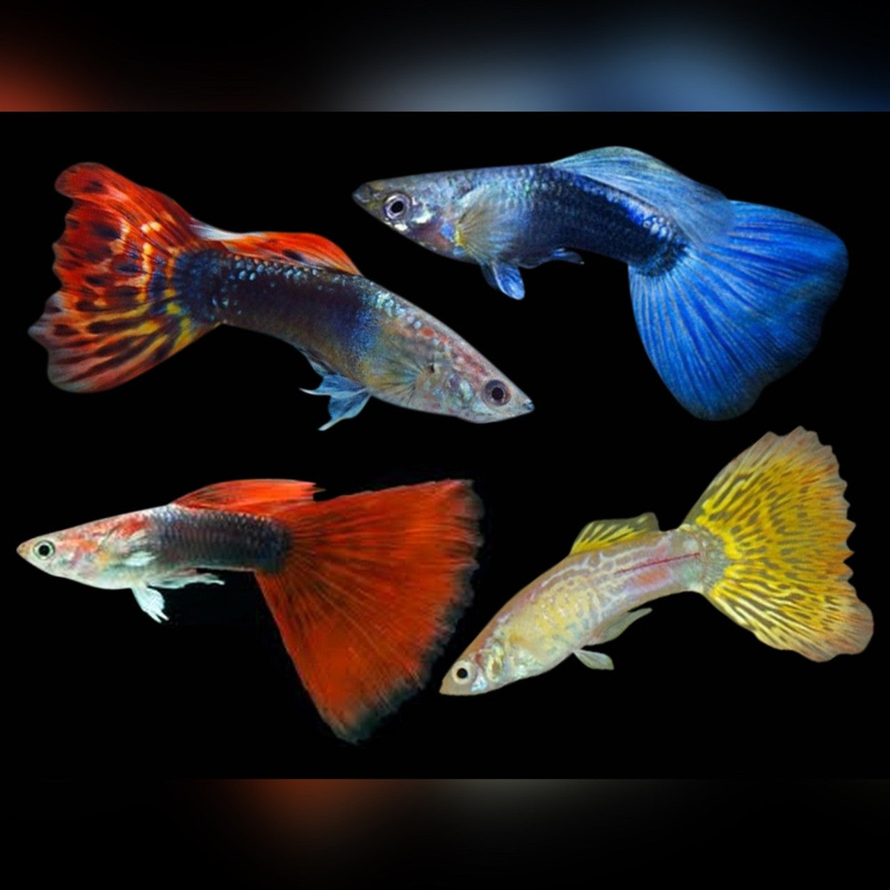Assorted guppies 1 X PAIR GUPPY Danaqua Live Fish & More