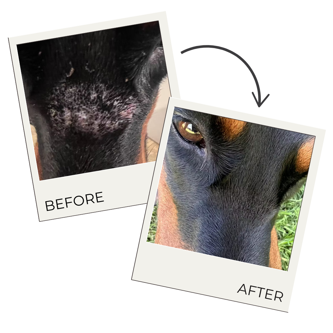 Hair Regrowth Spray for Dogs & Horses The Hoof & Paw Co.