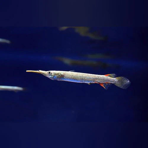 Halfbeak fish 1”-1.5” MISCELLANEOUS Danaqua Live Fish & More