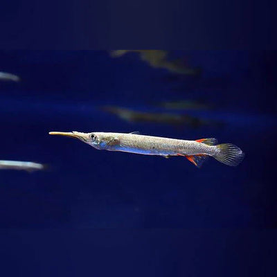 Halfbeak fish 1”-1.5” MISCELLANEOUS Danaqua Live Fish & More