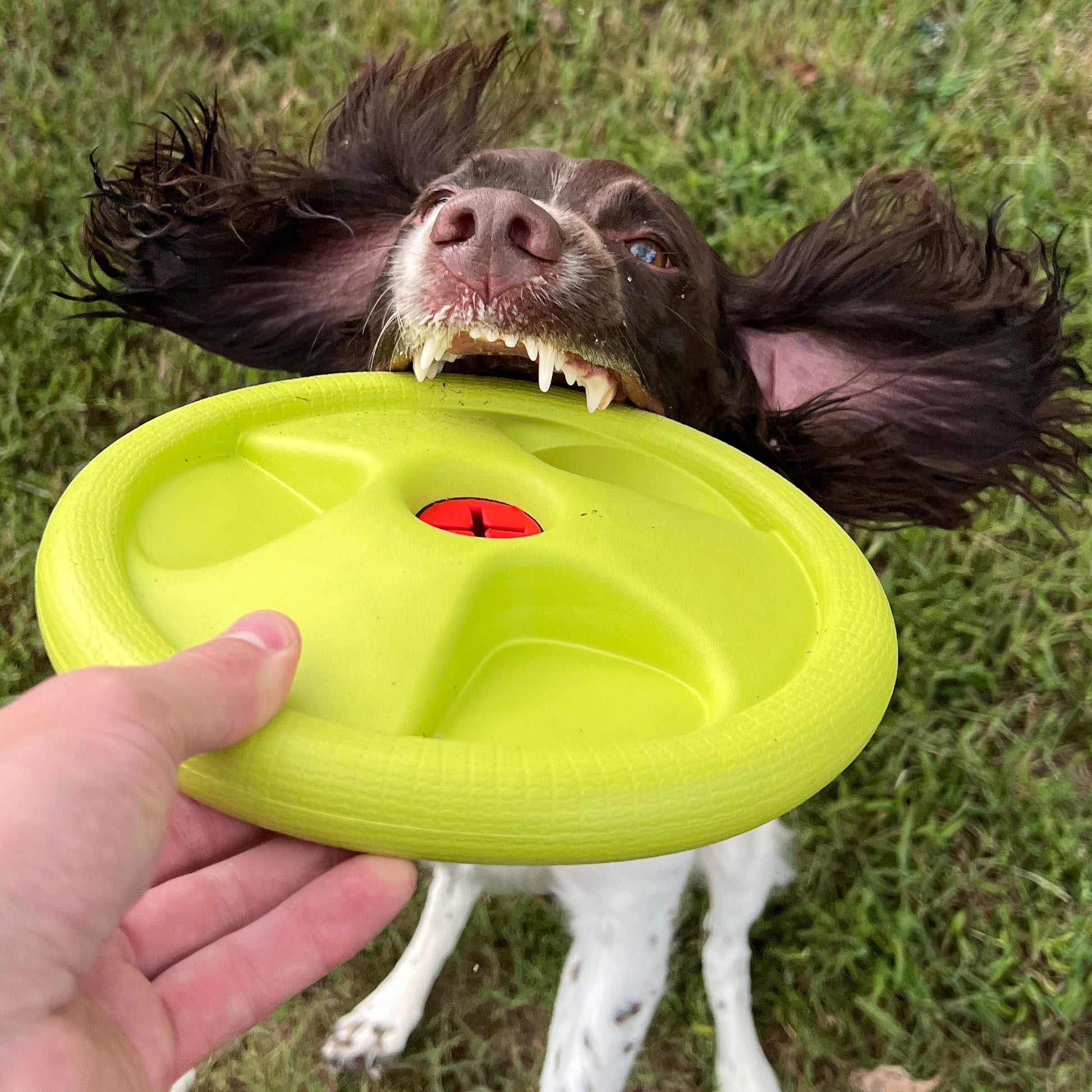 Harley Flyer Frisbee Dog Toys Alpha Pak