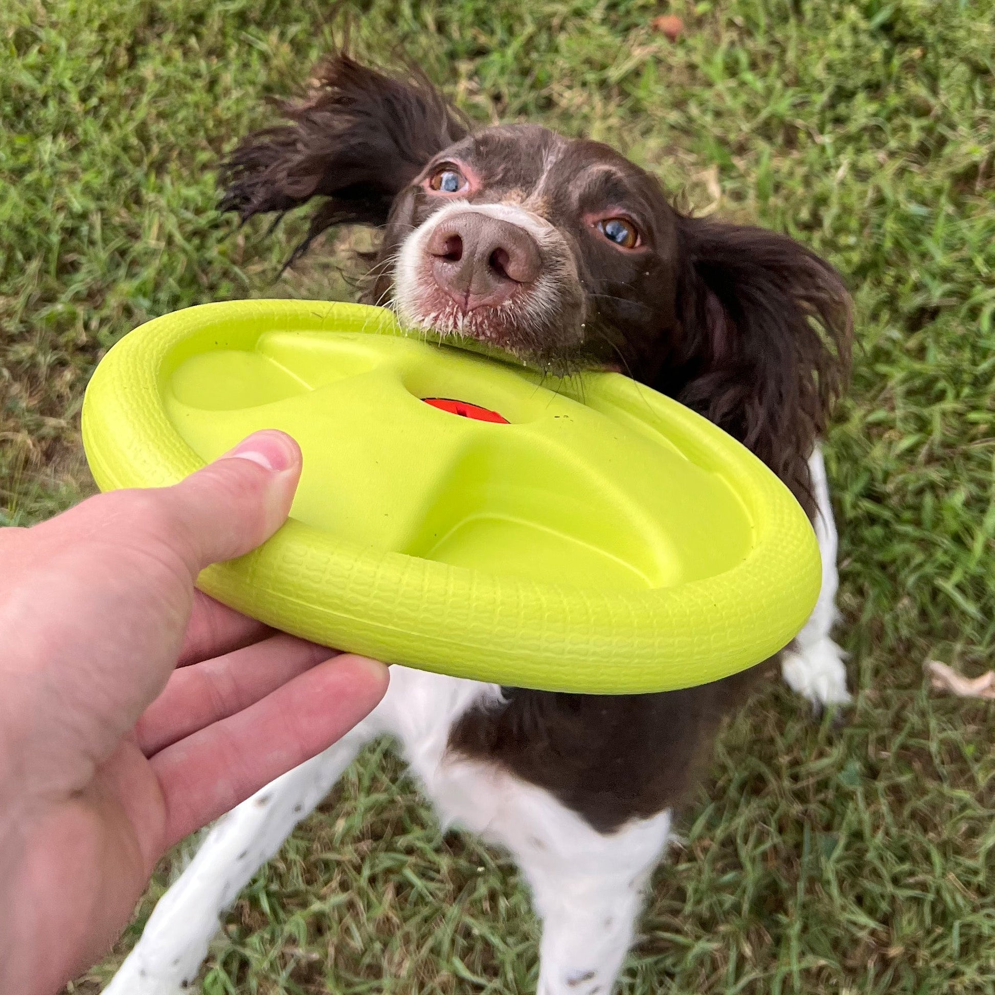 Harley Flyer Frisbee Dog Toys Alpha Pak