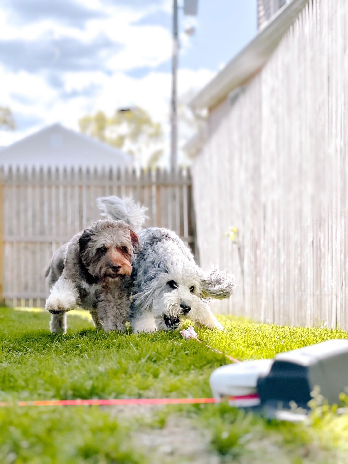 *BACKORDER* Home Original Kit Enrichment Product SwiftPaws