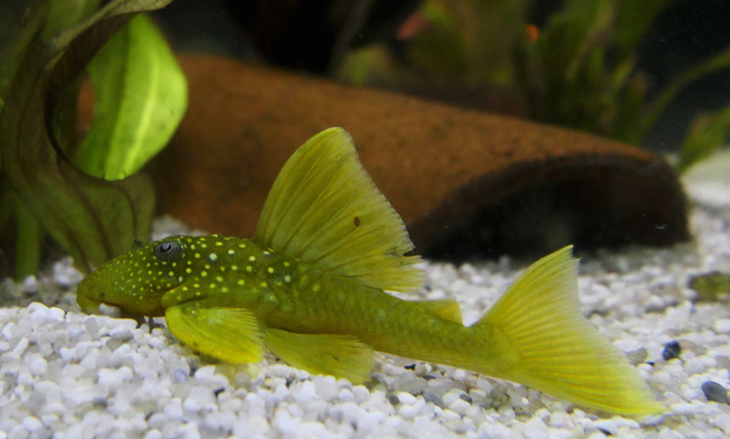 Green Phantom Pleco PLECO Danaqua Live Fish & More