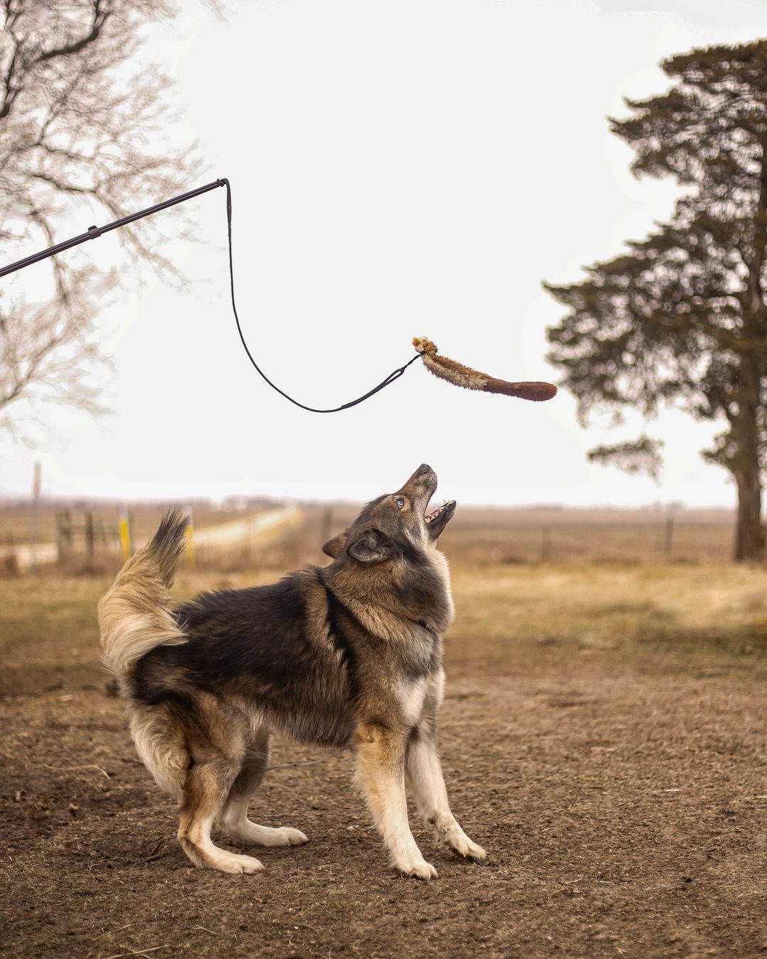 Flirt Pole + Critter Pack Bundle Enrichment Product SwiftPaws