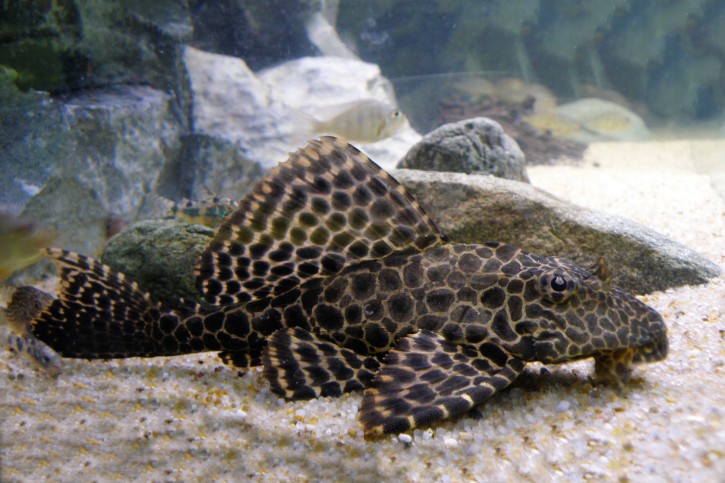 Gibbicep Pleco PLECO Danaqua Live Fish & More