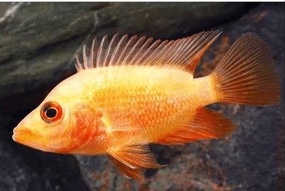 Red Devil cichlids SMALL/MEDIUM AMERICAN CICHLID Danaqua Live Fish & More