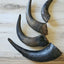 Bison Horn (Grass Fed & Finished) Naked Beasts