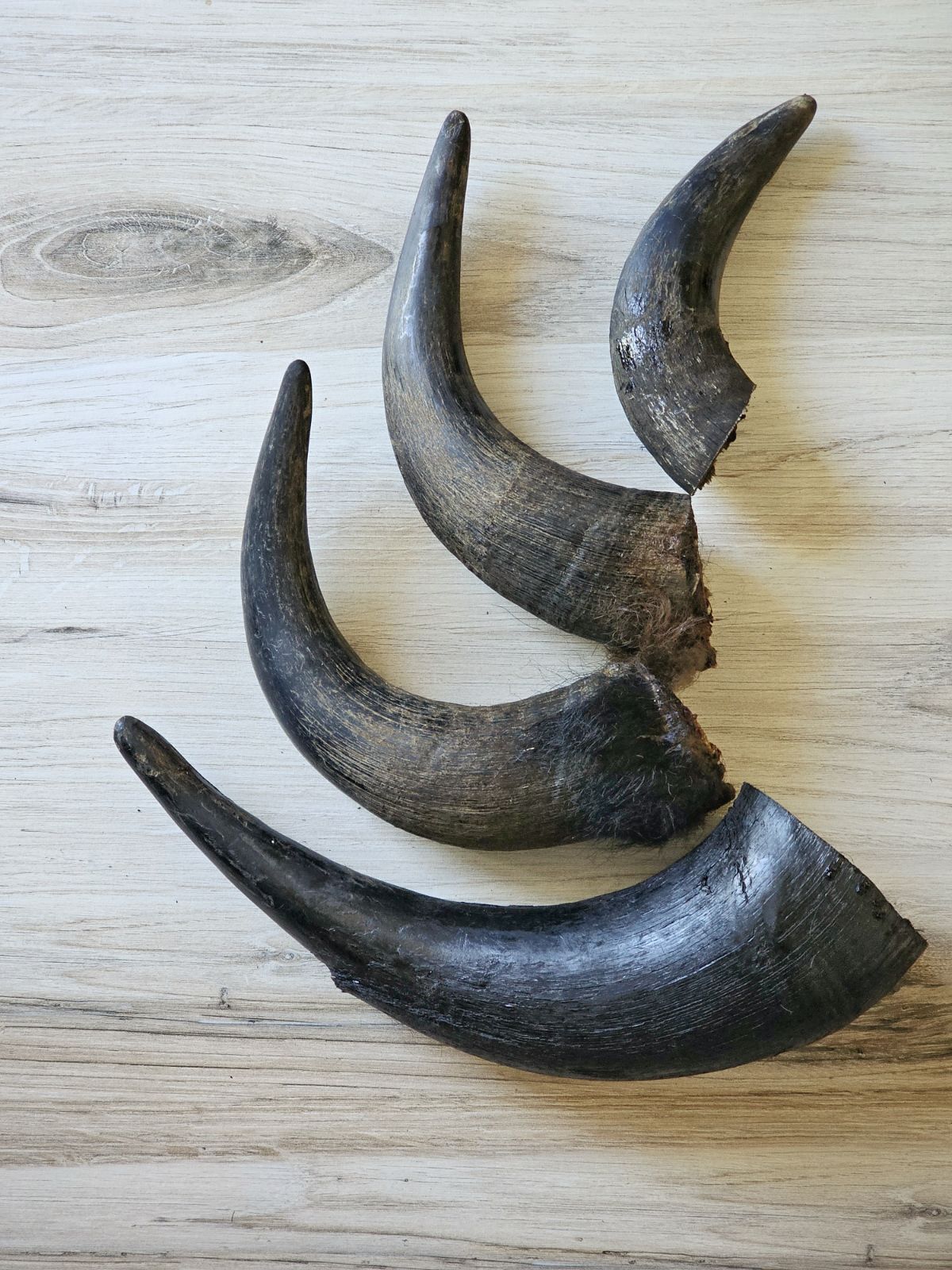 Bison Horn (Grass Fed & Finished) Naked Beasts