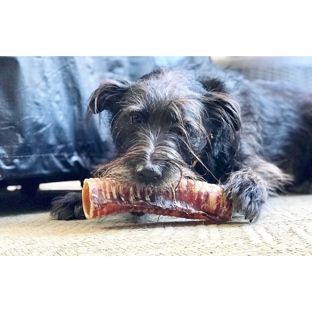 Beef Trachea (Grass Fed & Finished) Naked Beasts