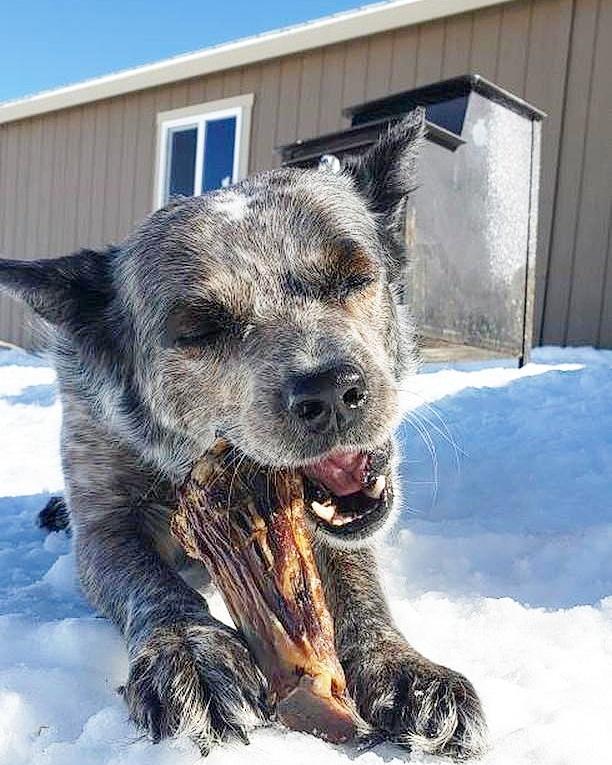 Lamb Shank (GFF & Pasture Raised) Naked Beasts