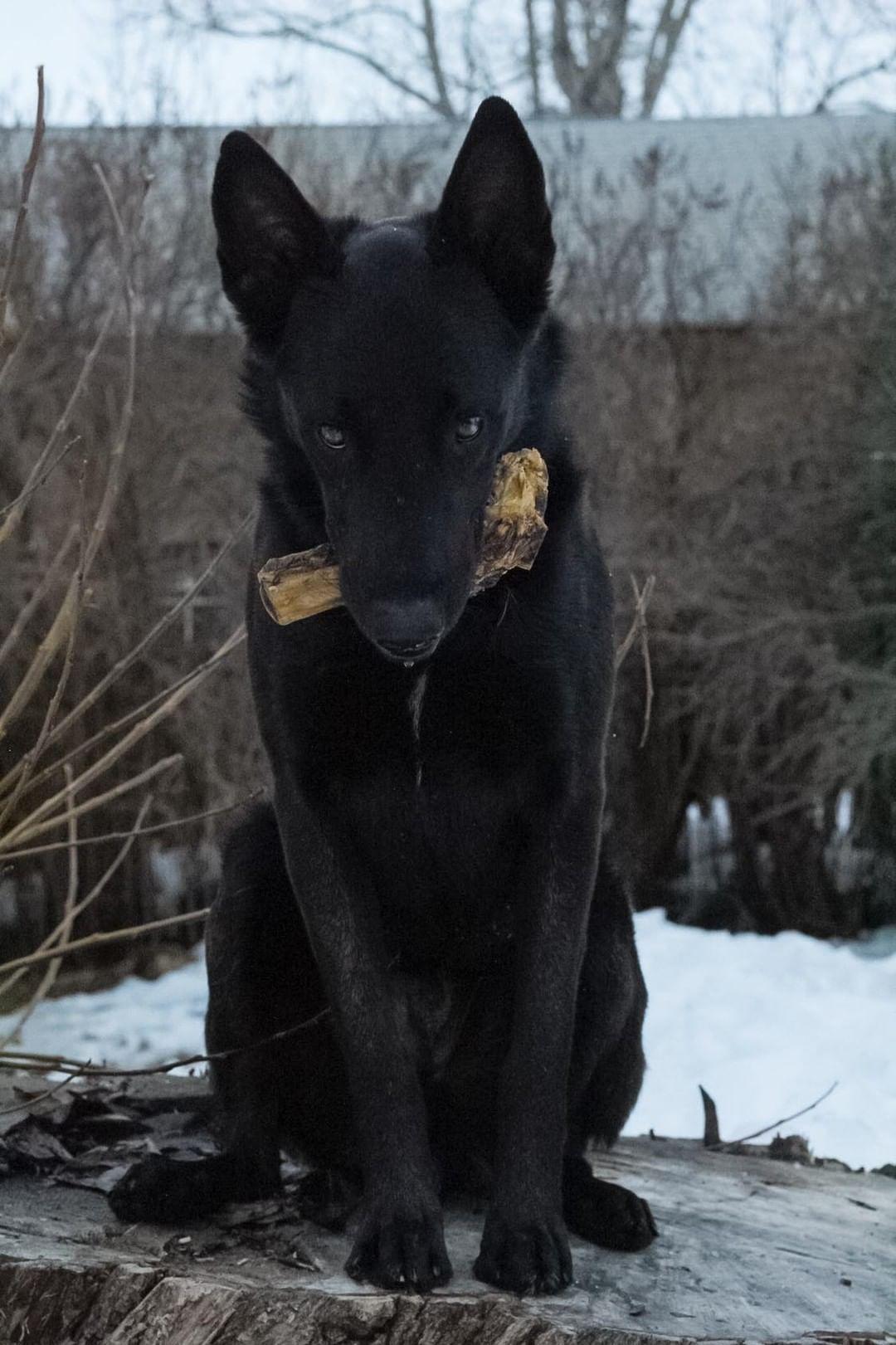 Lamb Shank (GFF & Pasture Raised) Naked Beasts