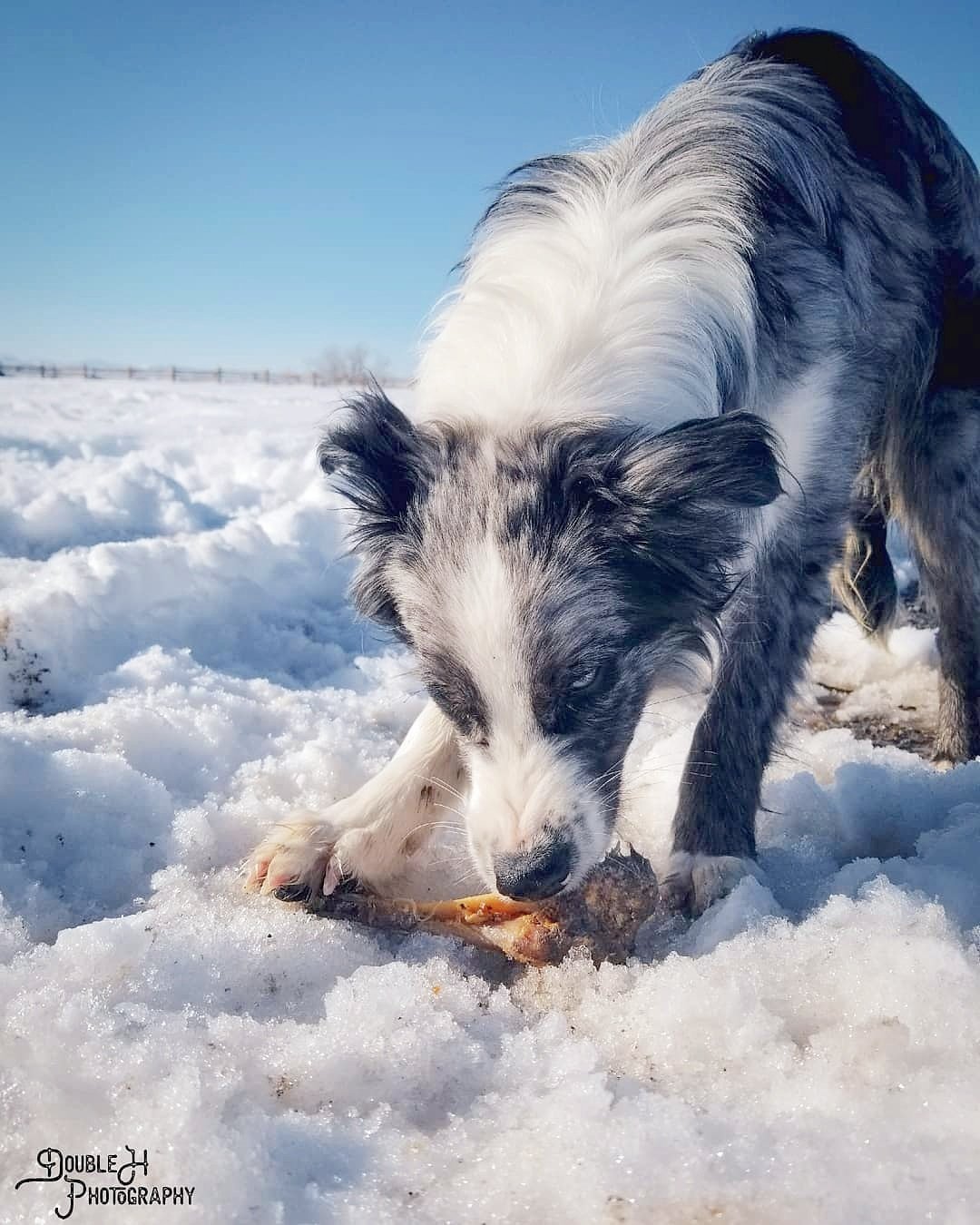 Lamb Shank (GFF & Pasture Raised) Naked Beasts