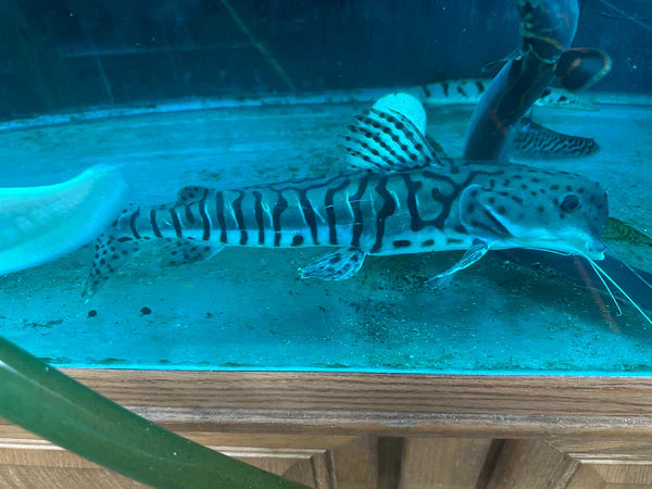 Dolphin Head Tiger ShovelNose Catfish 16" CATFISH Danaqua Live Fish & More