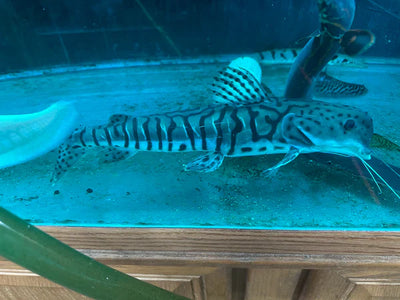 Dolphin Head Tiger ShovelNose Catfish 16" CATFISH Danaqua Live Fish & More