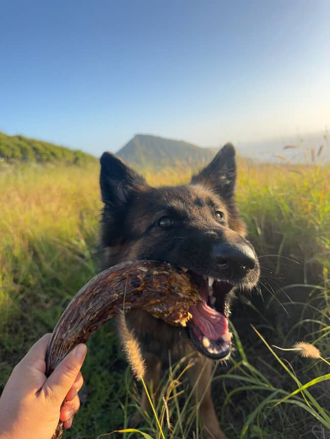 Turkey Neck Naked Beasts